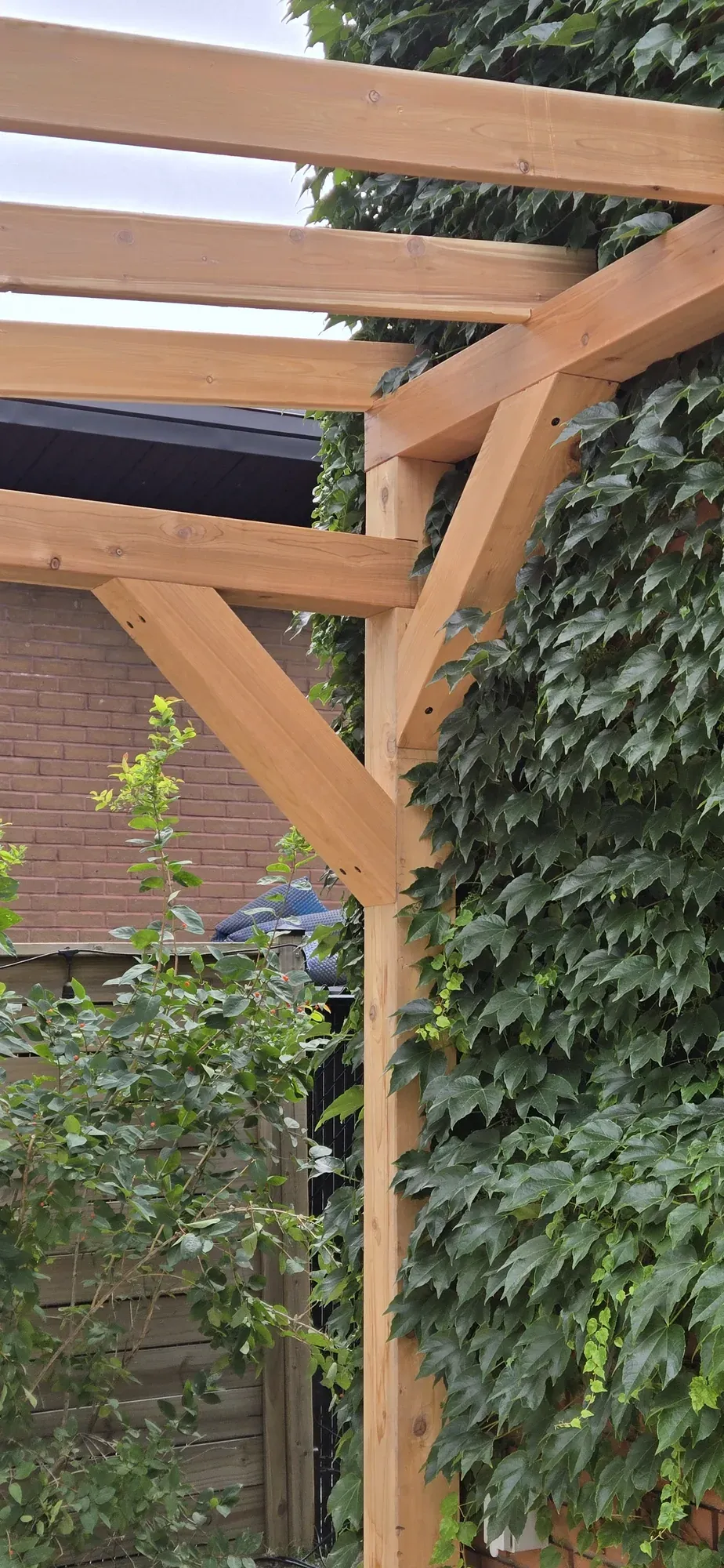 Gros plan d'un aisselier de pergola en cèdre massif chevillé, sous un mur couvert de lierre